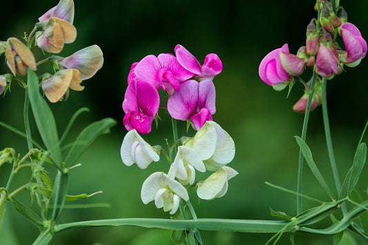 Legumes: Nature's Green Rejuvenators for Healthy Soil