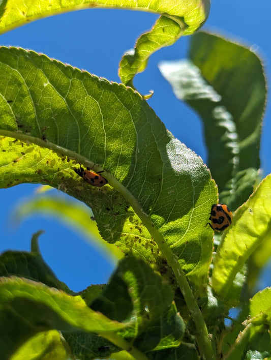 Unlock the Benefits of Using Predatory Insects in Your Garden! 🌱🐞