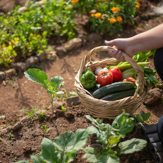 From Bare Soil to Thriving Garden – Fast, Professional Setup!