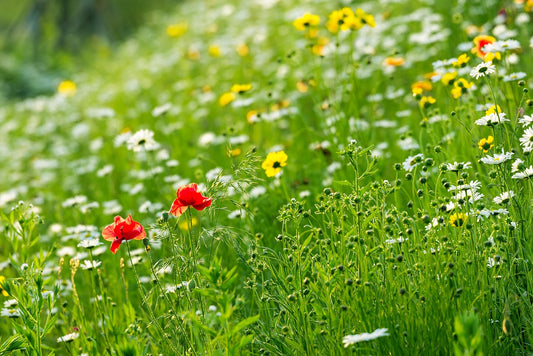 Walk and Talk Garden Experience