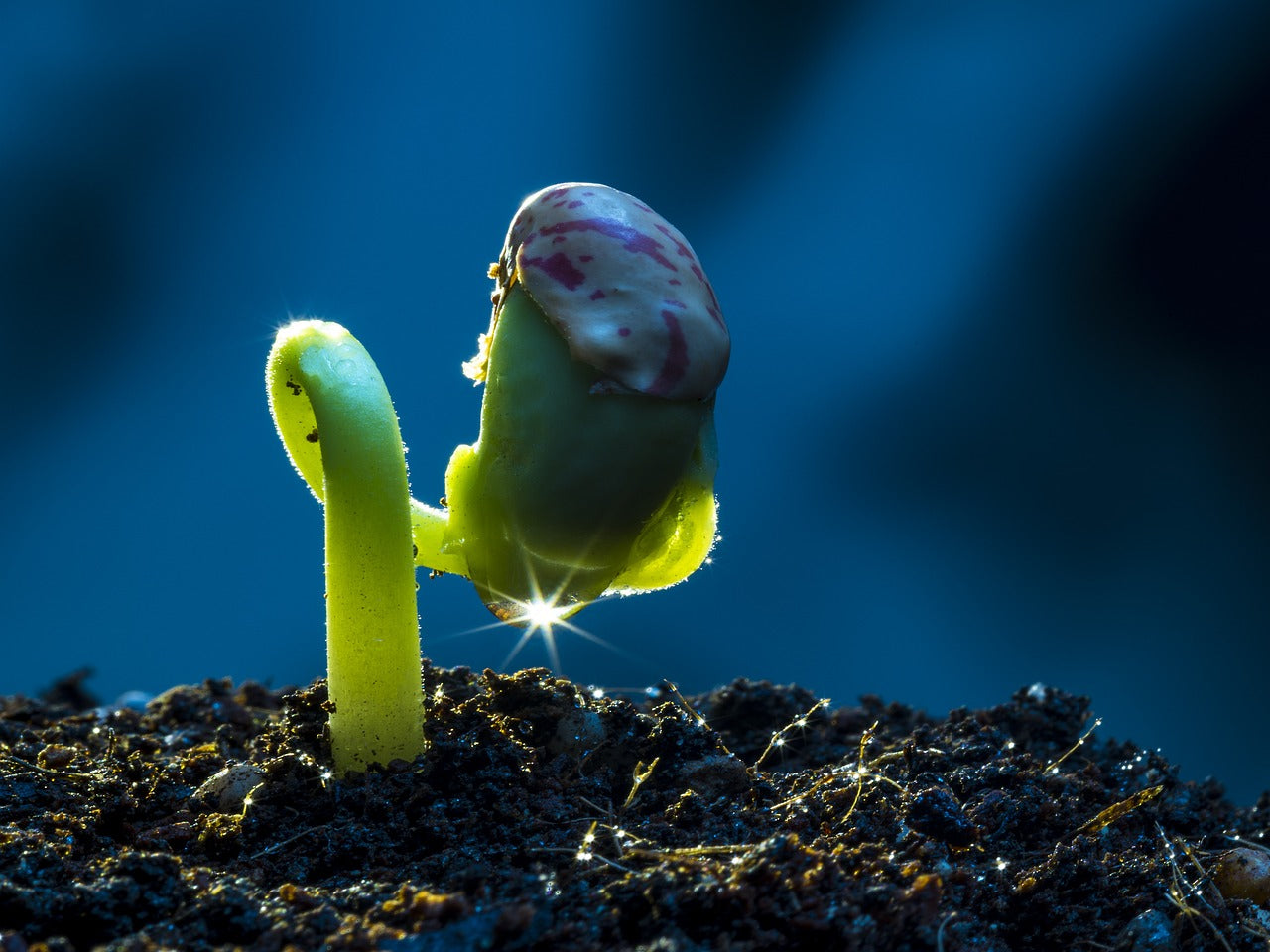 Organic Soil Health Class